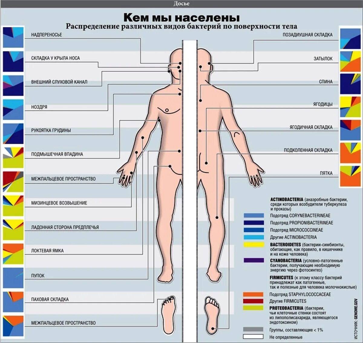 Самой дорогой орган человек. Распределение микроорганизмов в теле человека. Сколько микроорганизмов в человеке. Люди и бактерии схема. Распределение семейств бактерий на коже человека.