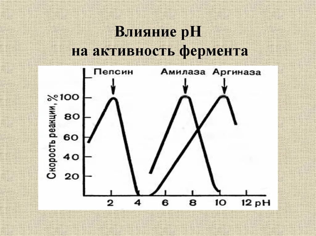 Влияние PH на ферменты. Влияние PH на активность ферментов амилазы. Влияние PH на активность ферментов. Зависимость активности фермента от РН среды. Изучите график зависимости выработки фермента лактазы