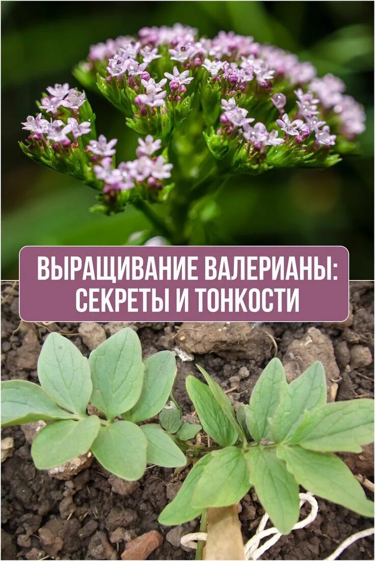 Векторные изображения цветов валерианы Торты, конфеты, пироги iberia-restaurant.
