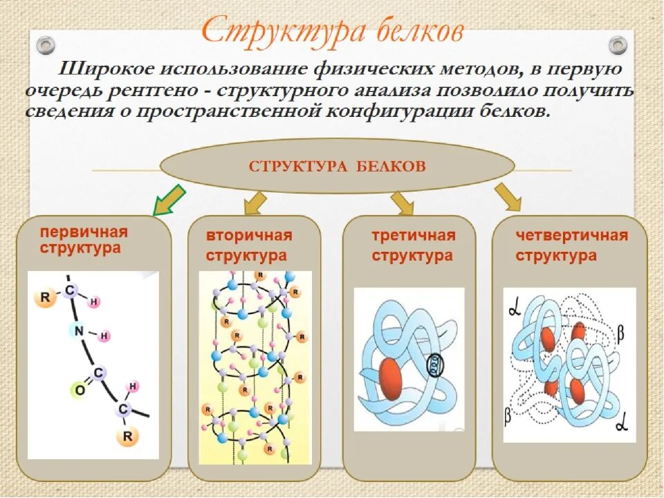 Белки 11 класс биология. Структура белков биология. Состав и строение белков. Структура белка биология 10 класс. Биологическое строение белков.