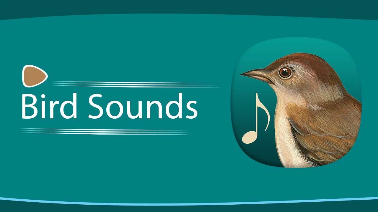 Звук птиц час. Bird Sound. Аудио звук птицы. Звук птица Мелл. Звук пролевшой птицы.