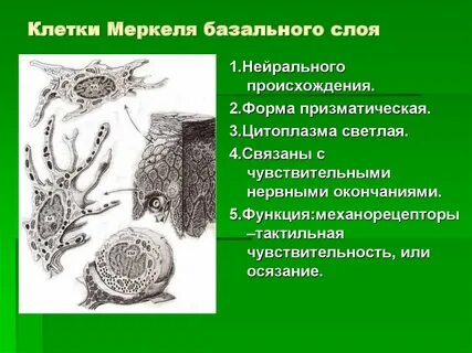 Клетки меркеля