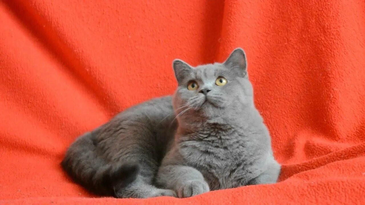 Шотландские прямоухие котята купить. Шотландский скоттиш страйт серый. Шотландская голубая кошка прямоухая. Шотландская кошка прямоухая серая. Шотландская страйт голубая.