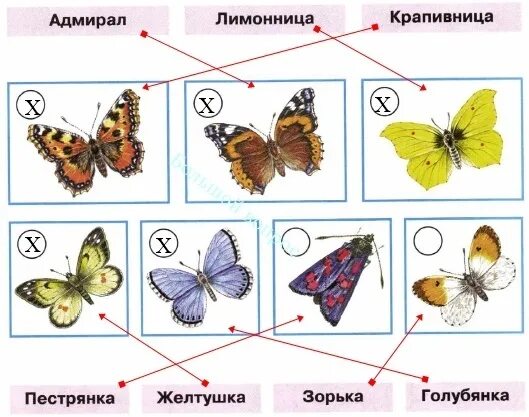 Бабочки лимонница и желтушка. Бабочки Адмирал лимонница желтушка. Бабочка пестрянка желтушка. Адмирал лимонница крапивница.