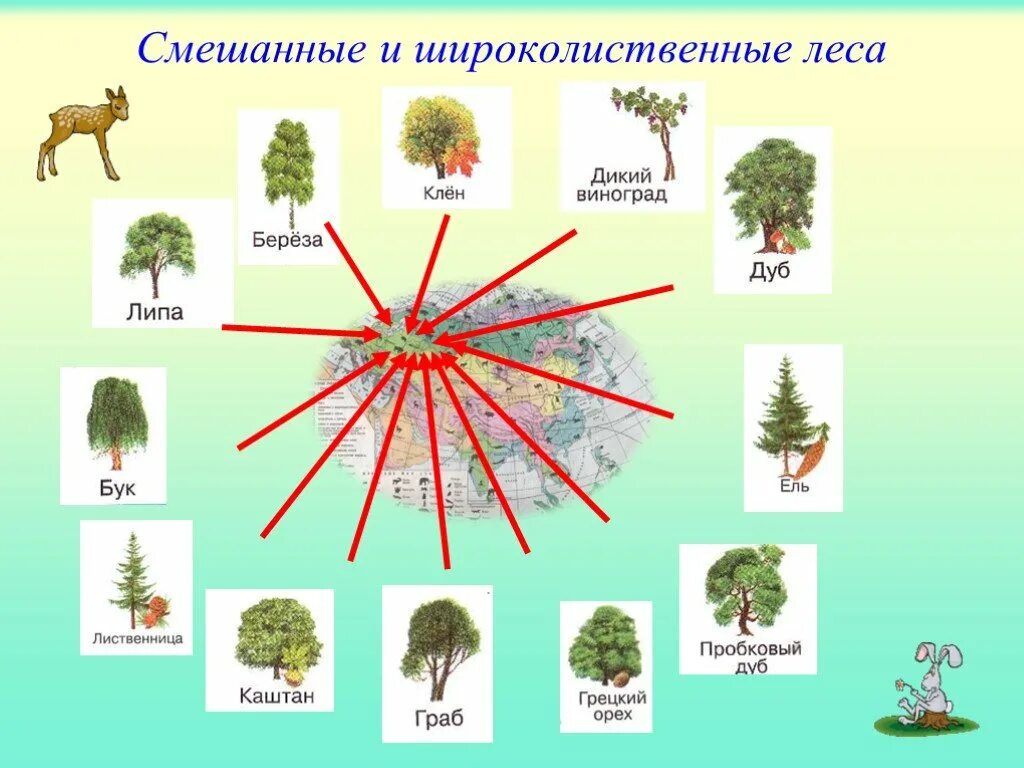 Какие растения есть в евразии. Смешанные и широколиственные леса. Смешанные и лиственные леса. Смешанный и широколиственный лес растения. Растительный мир смешанных и широколиственных лесов.