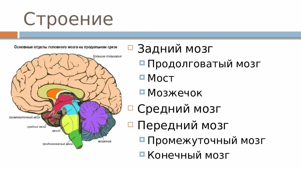 Передний мозг строение. Строение отделов головного мозга задний мозг. отделы головного мозга передний средний задний. строение головного мозга человека сзади. передний мозг строение и функции анатомия.
