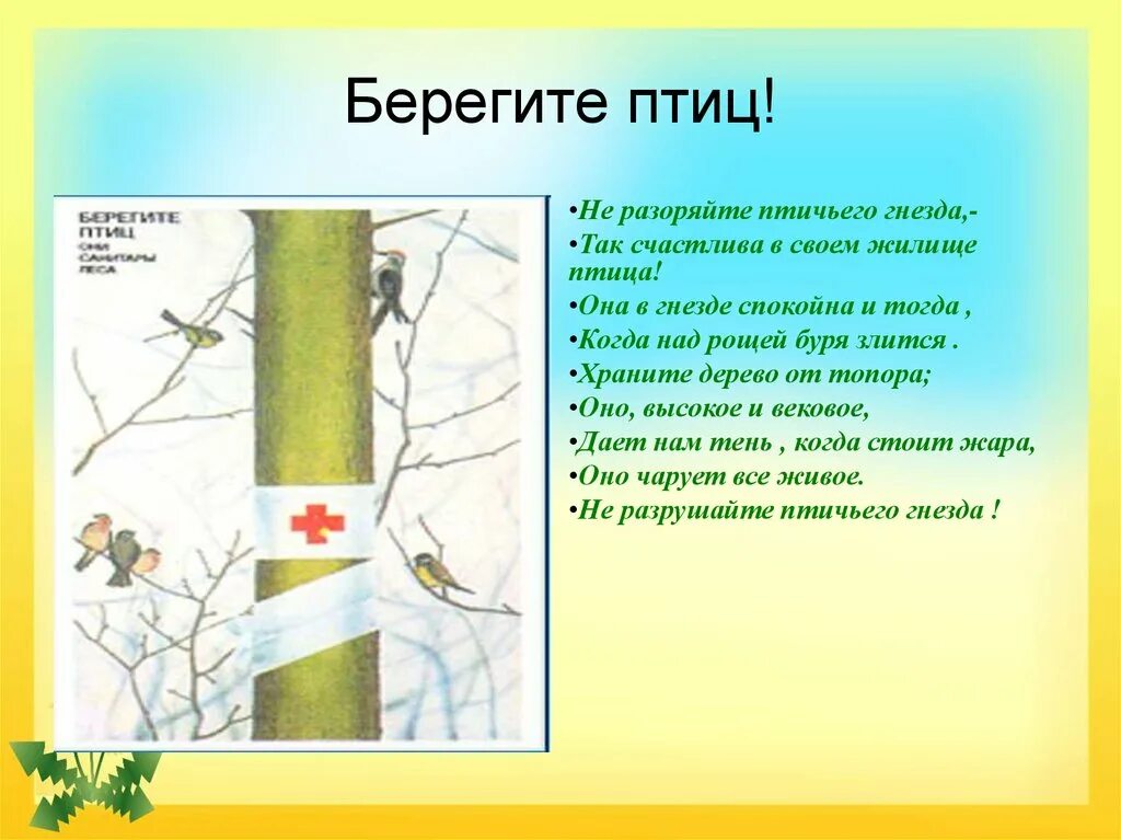 Берегите птиц. Берегите птиц презентация. Доклад берегите птиц. Знак берегите птиц.