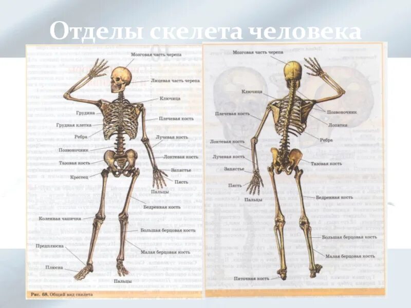 Виды скелетов биология. Таблица на тему скелет биология. Скелет человека Росмэн. Отделы в скелете человека какие выделяют в 8 классе.
