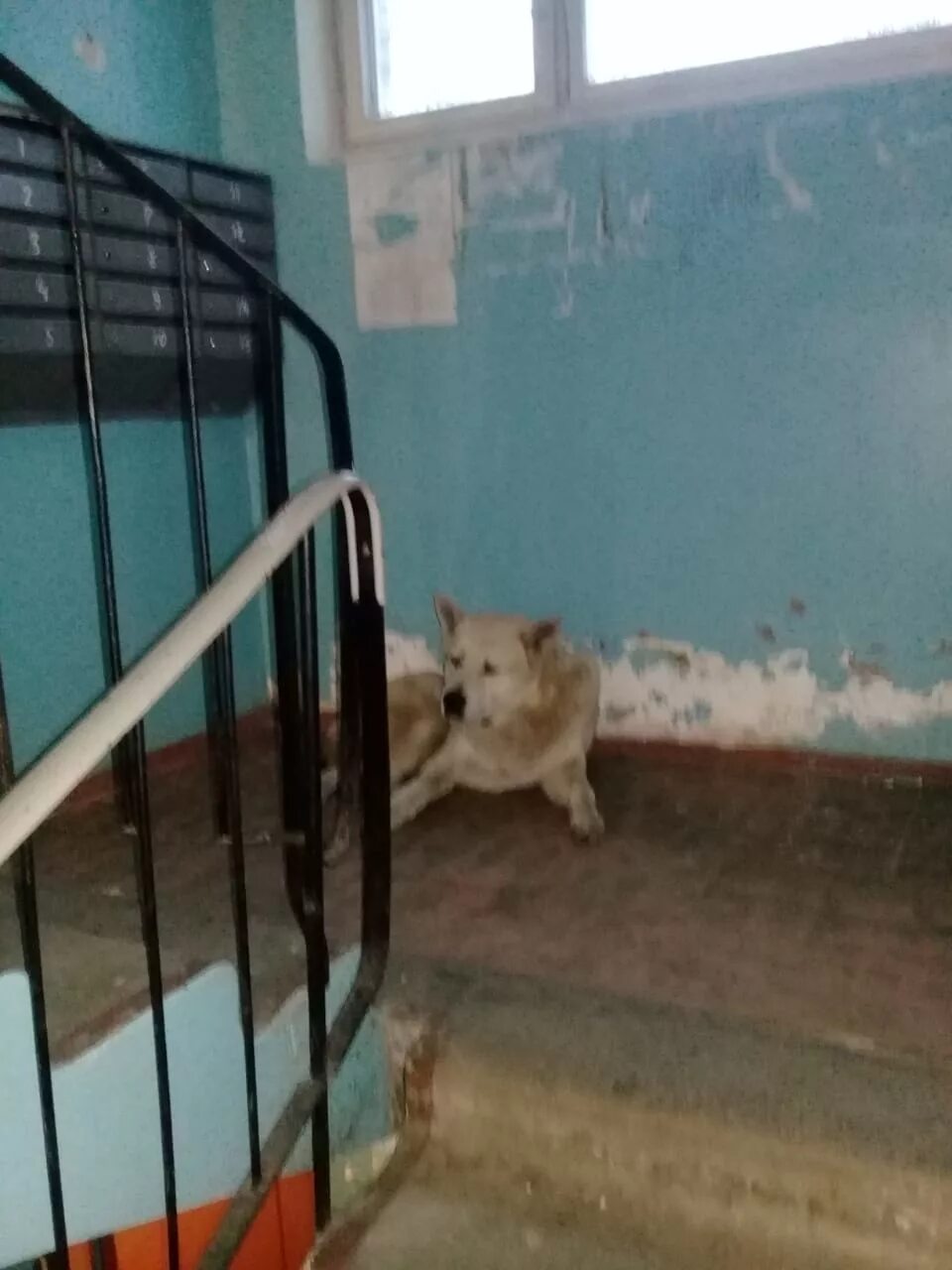 бродячие собаки в подъезде. будка в подъезде. много собак в квартире. бродячие собаки в подъезде. бездомная собака в подъезде.