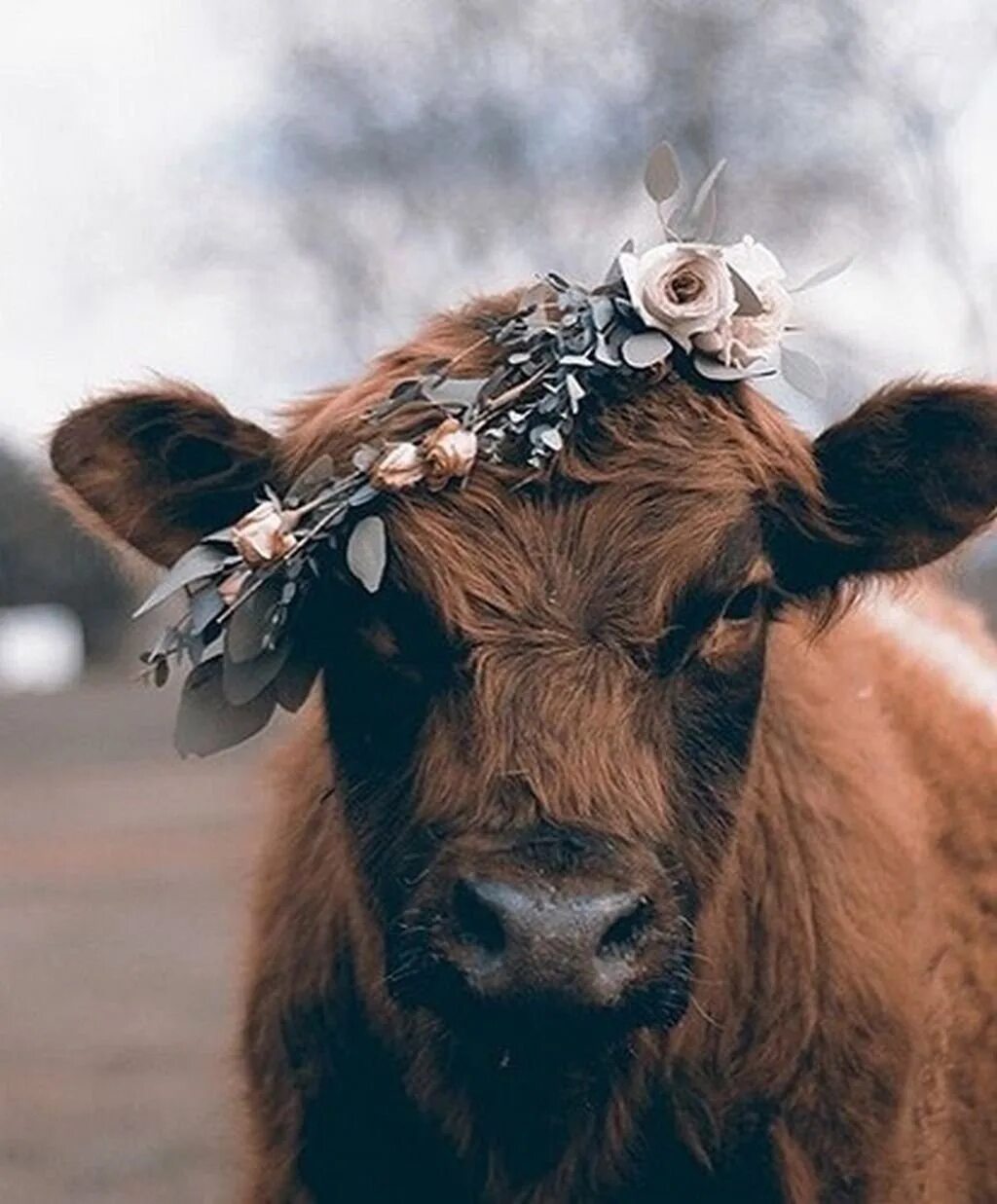 Красивая коровка. Милые коровы. Корова с венком. Милая корова. Корова с венком на голове.