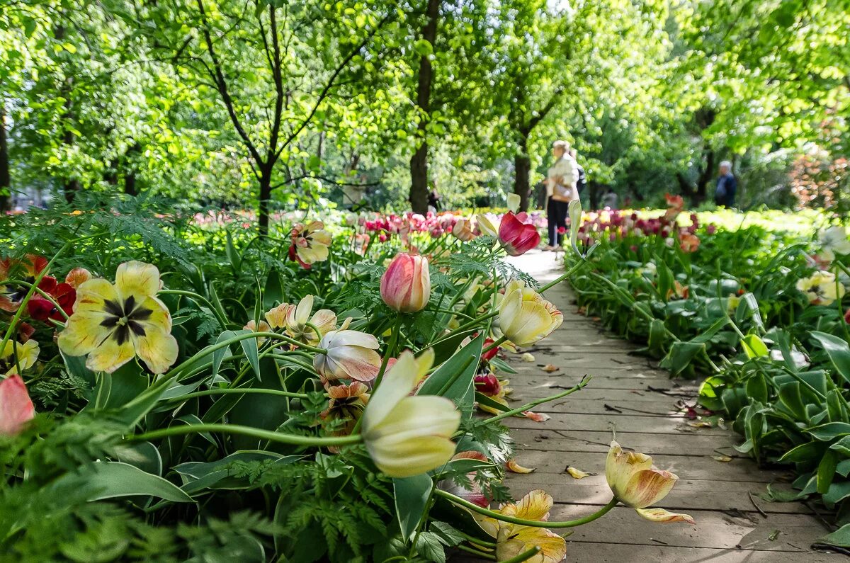 Ботанический сад мгу москва отзывы