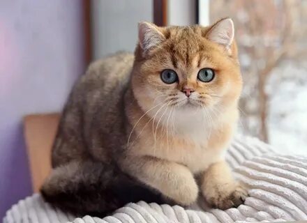Британская короткошерстная кошка золотая шиншилла - 68 фото