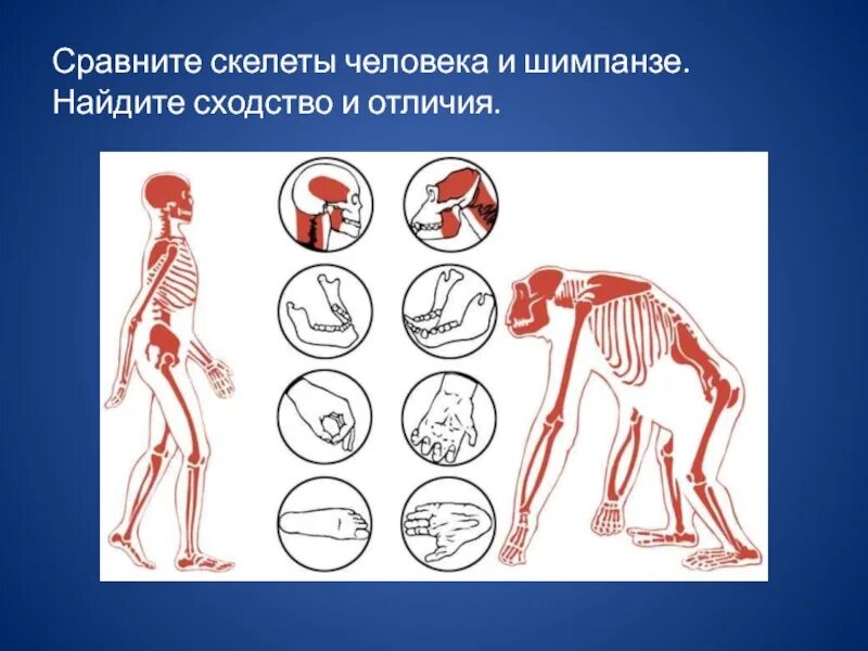 Сравнение скелета человека и обезьяны. Сравнительная анатомия человека и обезьяны. Скелет шимпанзе и человека. Скелет человека и человекообразных обезьян. Шимпанзе отличается от человека