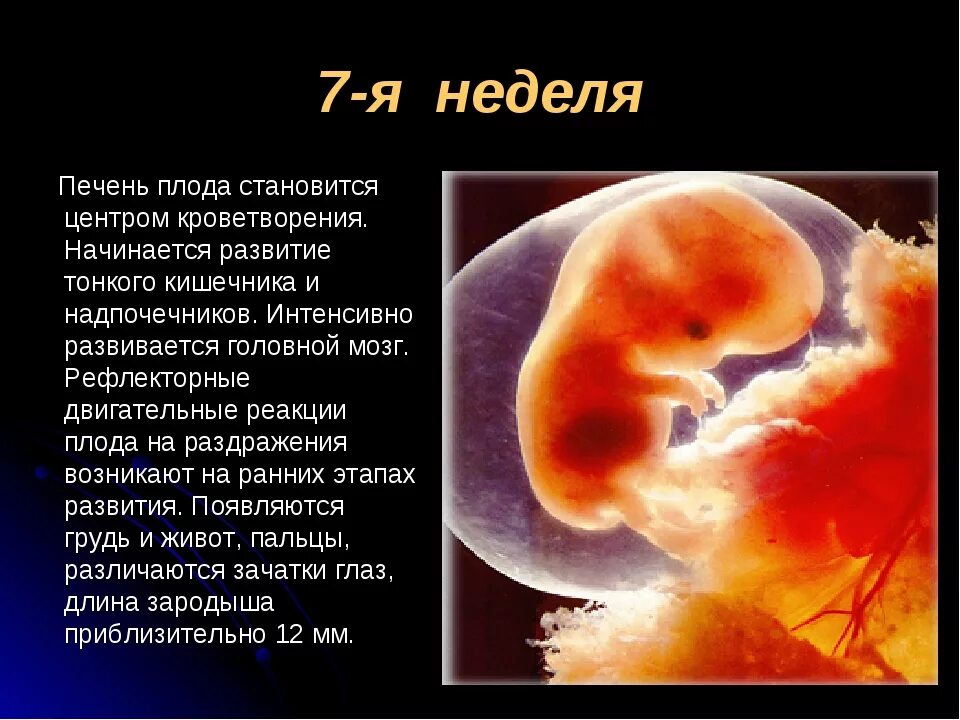 Беременность 7 недель что делать. Эмбрион на 7 акушерской неделе. Эмбрион в 6-7 акушерских недель. Эмбрион 5 недель размер плода.