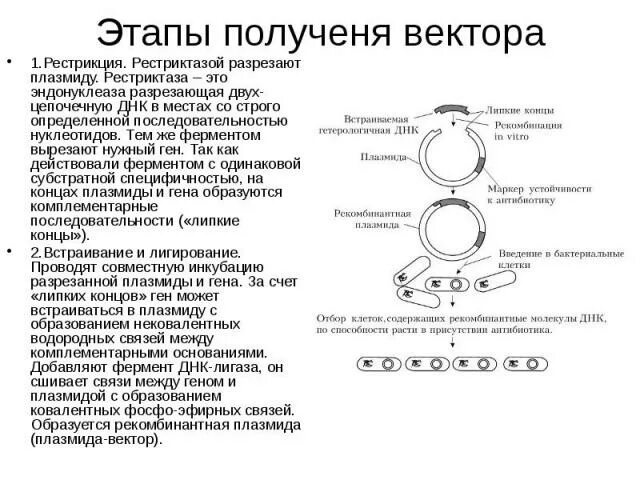 Последовательность этапов метода рекомбинантных плазмид. Этапы создания рекомбинантных плазмид. Получение рекомбинантных плазмид. Рестрикция плазмиды. Этапы получения бактерий с рекомбинантной плазмидой