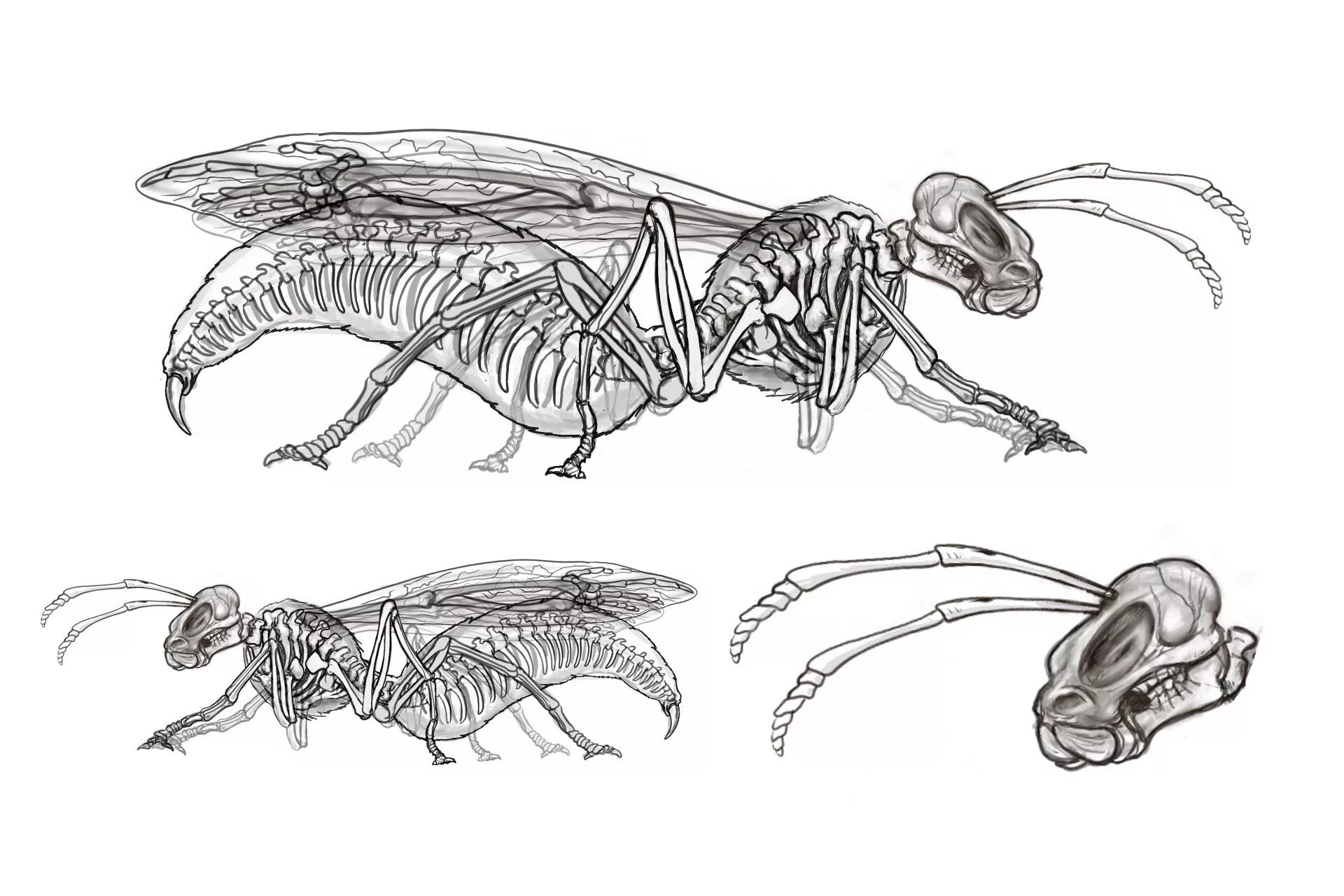 Скелет жука. Скелет гнуса. Наружный скелет насекомых. Насекомые референс.