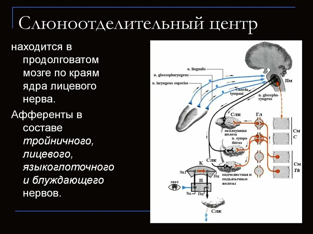 В продолговатом мозге находится нервный центр. Центры продолговатого мозга. В продолговатом мозге находятся центры. Центр пищеварения в продолговатом мозге. Что находится в продолговатом мозге.