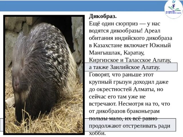 Дикобраз ареал обитания. Дикобраз ареал. дикобраз место обитания.