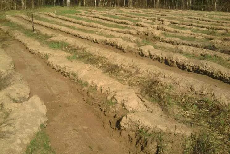 Содействие естественному лесовосстановлению. Естественное восстановление леса. Меры содействия естественному возобновлению леса. Содействие лесная. Содействие естественному возобновлению леса минерализация почвы.