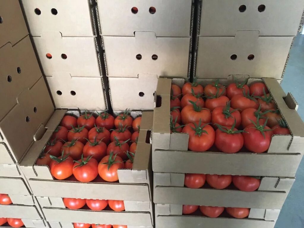 Хранение помидоров в домашних условиях. Томат мажор f1. Помидоры в ящике. Ящики для хранения помидо. Хранение томатов.
