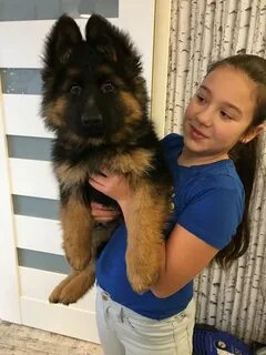 Неміс овчаркасы әйелді сипалайды