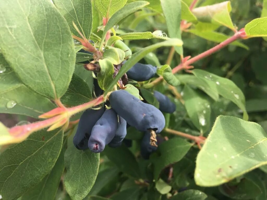 Жимолость съедобная томичка. Жимолость томичка описание сорта. Жимолость камчатская томичка. Жимолость томичка описание сорта. Жимолость камчадалка куст.