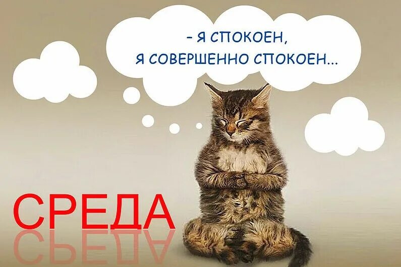 Доброе утро среды. Открытки со средой прикольные. Утро среды. Открытки с днём среды прикольные. Смешная среда