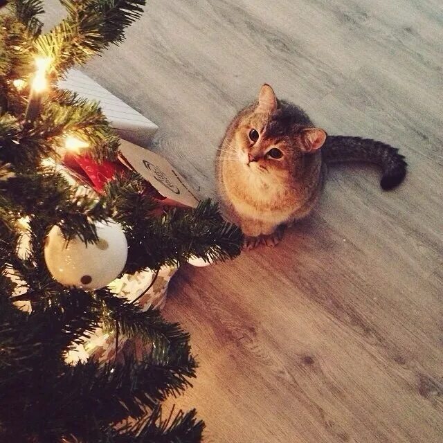 Хочется нового года. Смешные новогодние коты. Кот рядом с елкой. Кот и елка. Кот и Новогодняя елка.