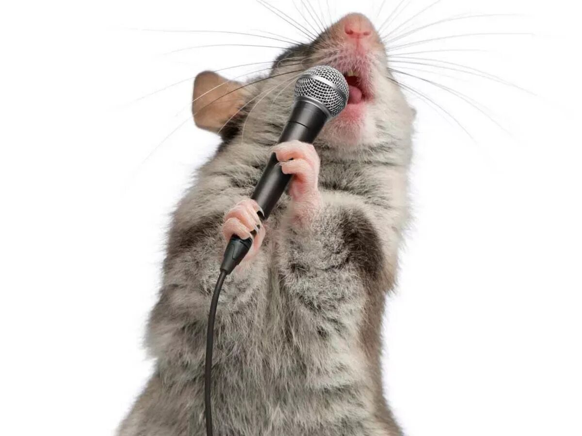 Singing mouse. Шумелка мышь. шумелка мышь картинка. animals singing. животные это пение.
