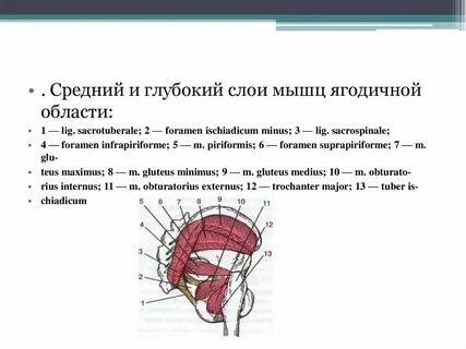 Ягодичная область слои мышц