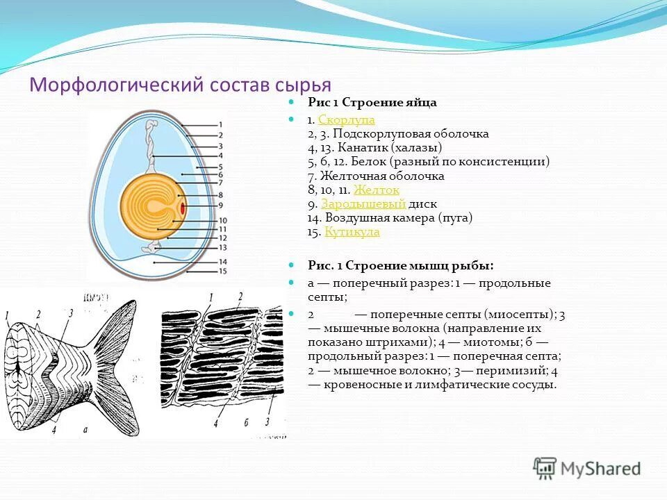 рыба морфологический. морфологическая адаптация форма тела. костные рыбы общая характеристика. рыба морфологический. класс костные рыбы внешнее строение.