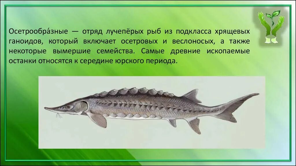 представители осетрообразных рыб. севрюга белуга стерлядь. белуга и севрюга. отряд осетровые рыбы. рыба осетр.