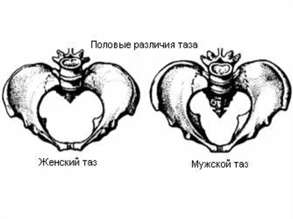 Половые различия женщин. Различия мужского и женского таза таблица анатомия. Отличие женского таза от мужского анатомия. Половые отличия женского и мужского таза. Отличительные признаки женского и мужского таза таблица.