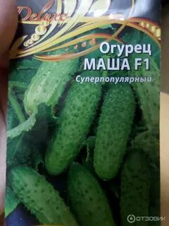 Огурцы сорта маша отзывы
