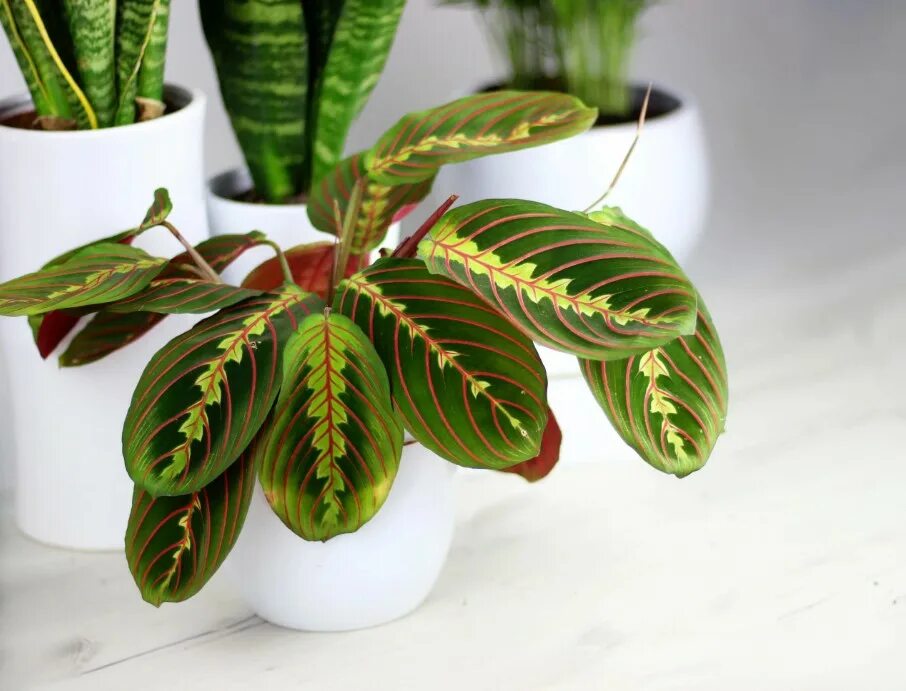 Маранта Фасцинатор триколор (Maranta) D12 H25 купить в Санкт-Петербурге