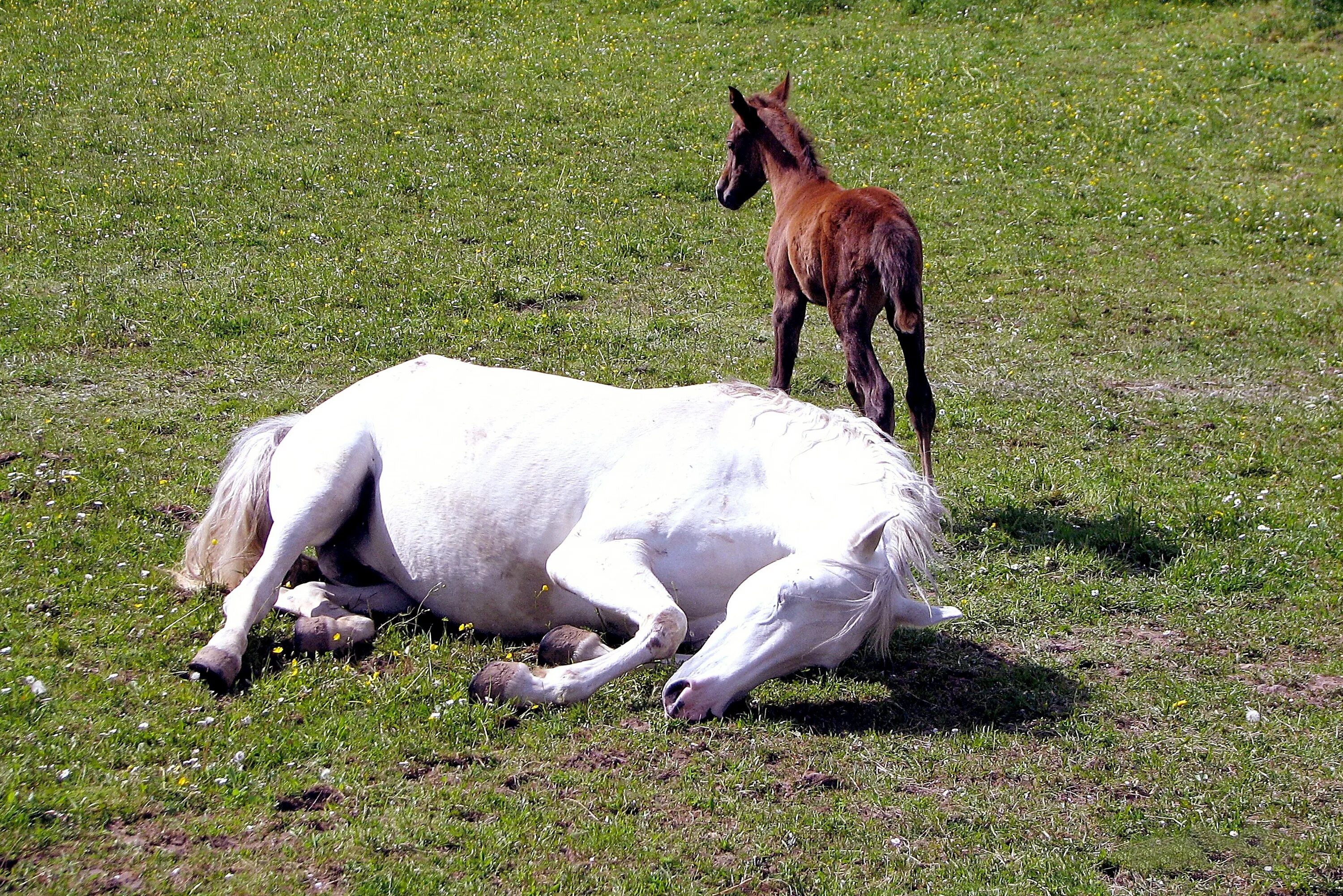 Лошадь с жеребенком. Жеребёнок и белая лошадь. Лошадь козлит. Лошадь кобыла.