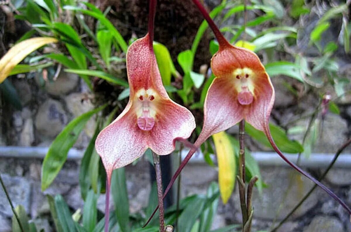 10PCS Seed Monkey Face Orchid Family Flower Type Peculiar Bonsai Garden Random e