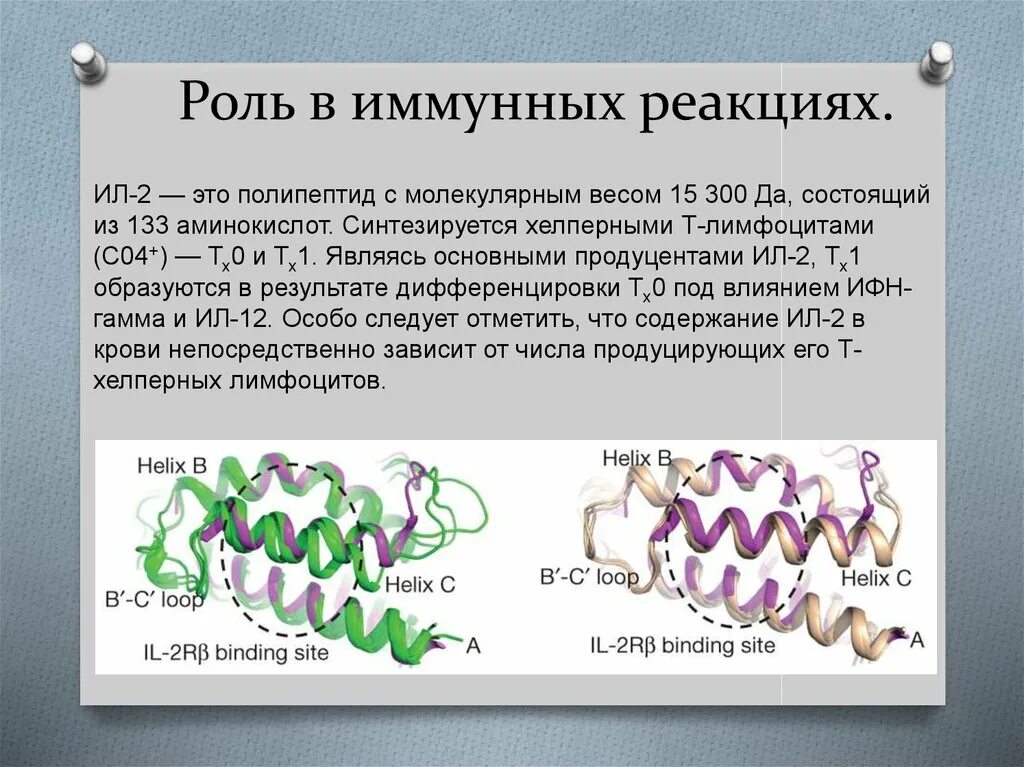 Интерлейкин 2. Интерлейкины в иммунной реакции. Интерлейкины участвующие в иммунных реакциях. Роль интерлейкинов. Полипептиды цена