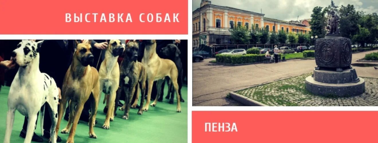 Пенза выставка собак фото. Выставка средних собак. Собачьи выставки в Москве 2023.