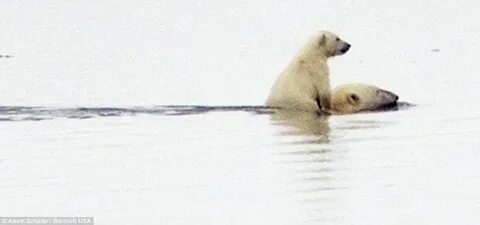 Белый медведь ест гагарку
