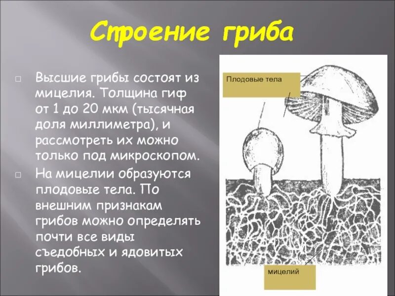 Могут формировать плодовые тела грибы или растения. Строение гриба мицелий мицелий. Строение грибницы мицелия. Строение плодового тела гриба. Тело гриба состоит из грибницы и плодового тела.