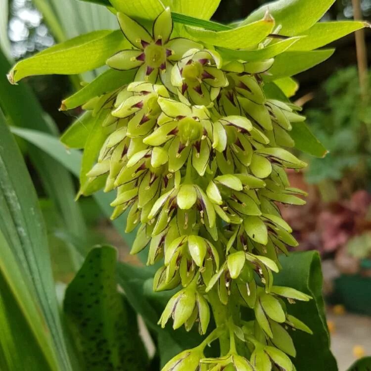 Eucomis Bicolor РАЗНОЛУКОВИЧНЫЕ. Декоративноцветущие луковицы, рассада и саженцы