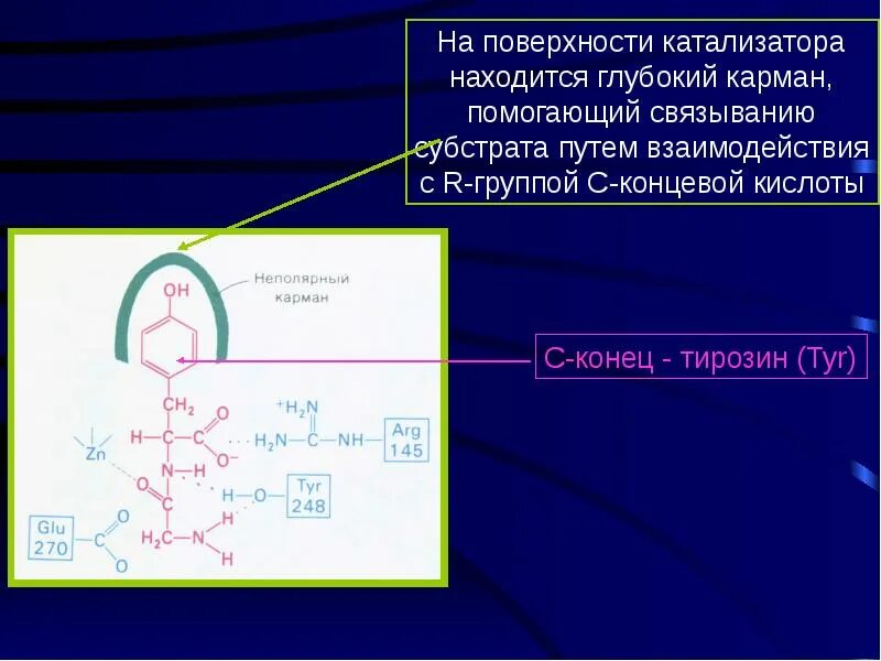 Катализ ферментов. Кислотно-основной катализ. Кислотный катализ механизм. Общий кислотно основный катализ. Пример ферментативной реакции с кислотно-основным катализом..