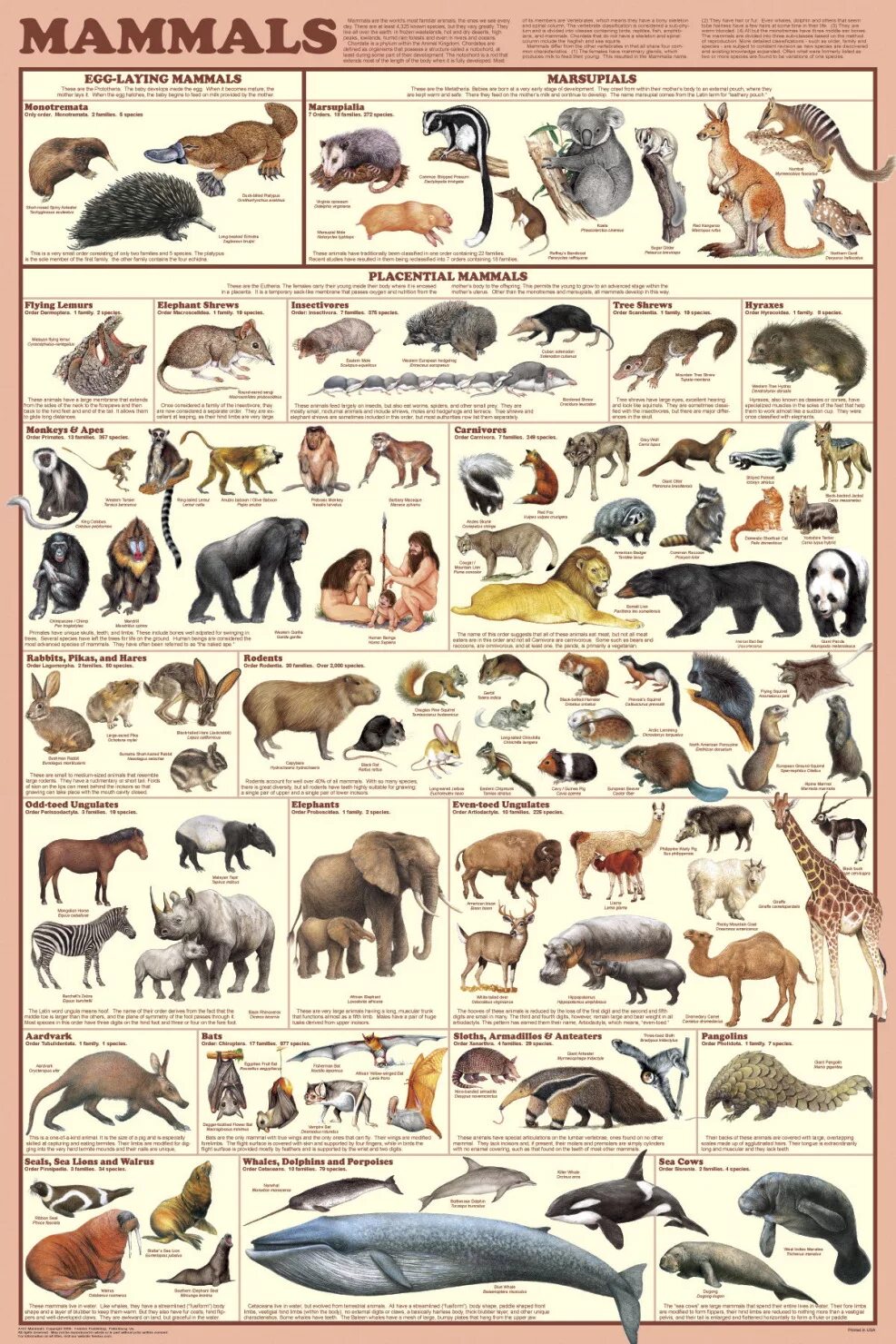 Млекопитающие животные. Млекопитающие названия. Виды млекопитающих животных. Млекопитающие картинки.