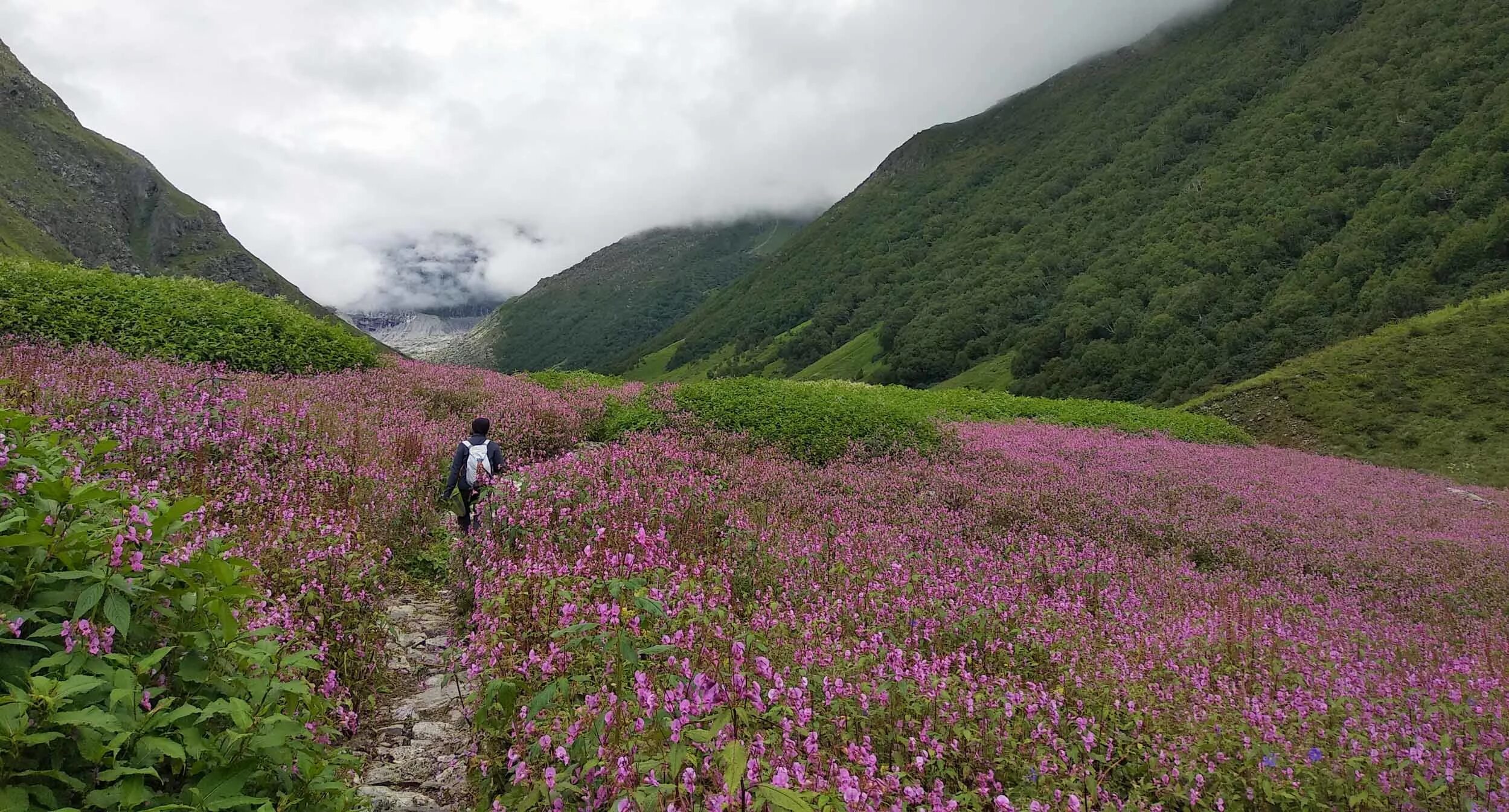 Flowers valley. Национальный парк Долины цветов, Уттаракханд. Долина цветов, Утаранчал, Индия. ￼. Долина цветов, Уттаракханд, Индия. Долина цветов (Valley of Flowers).