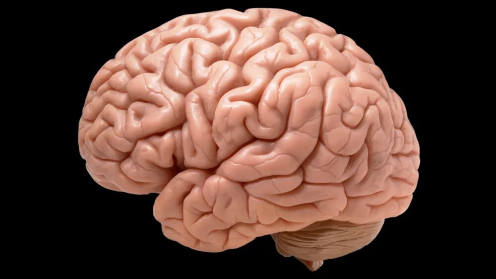 Мозг на черном фоне. Мозг на темном фоне. 5 см мозга
