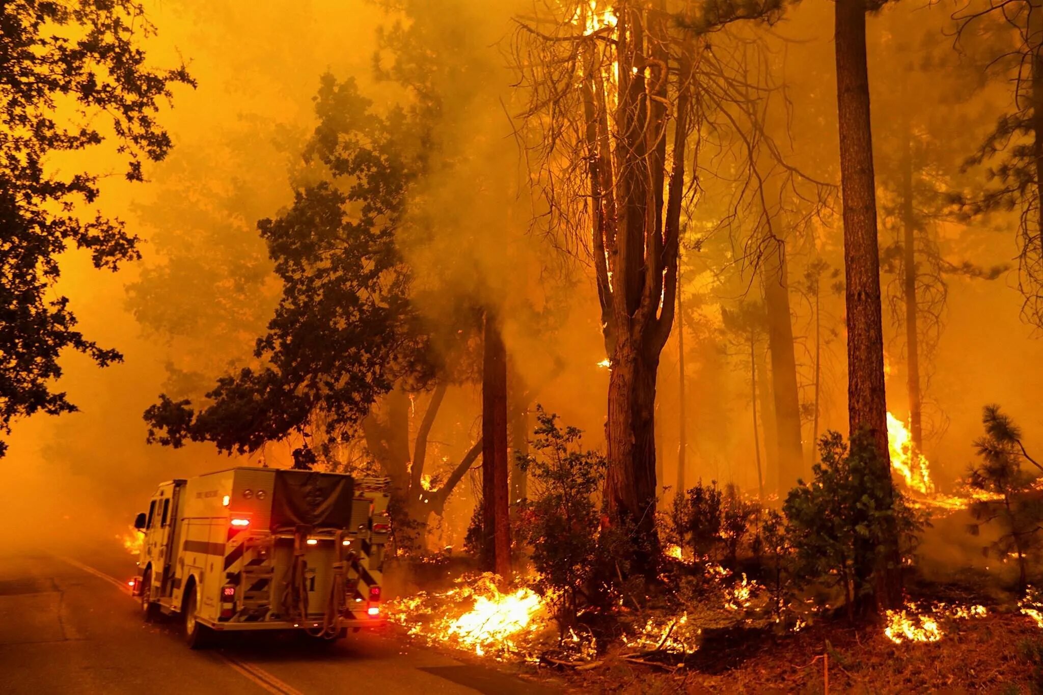 Лесные пожары. Пожары в Калифорнии. Горящий лес. Огонь пожар.