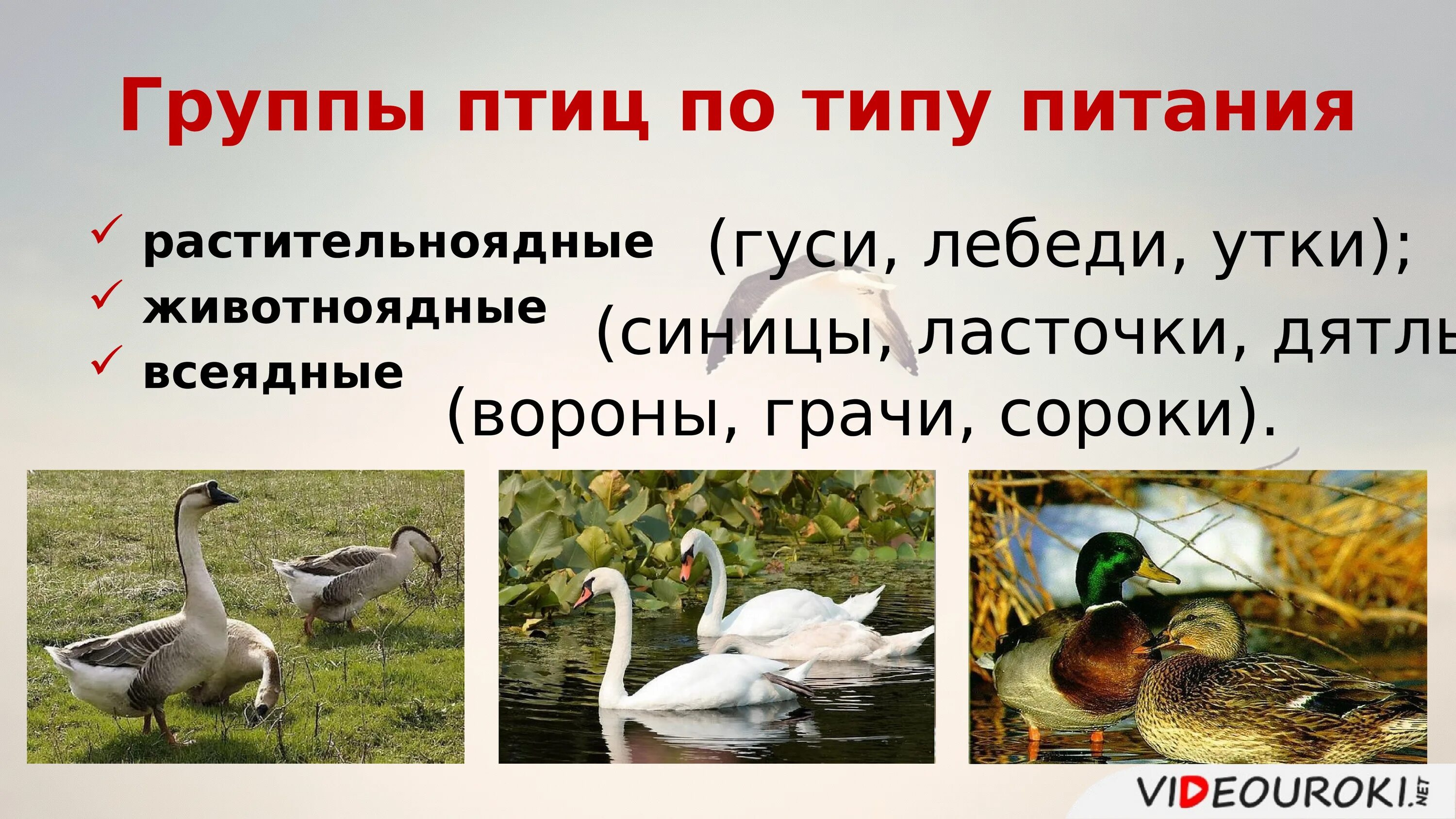 Птицы по типу питания. Растительноядные птицы. Типы питания птиц. Внутреннее строение птицы биология. Группы питания птиц