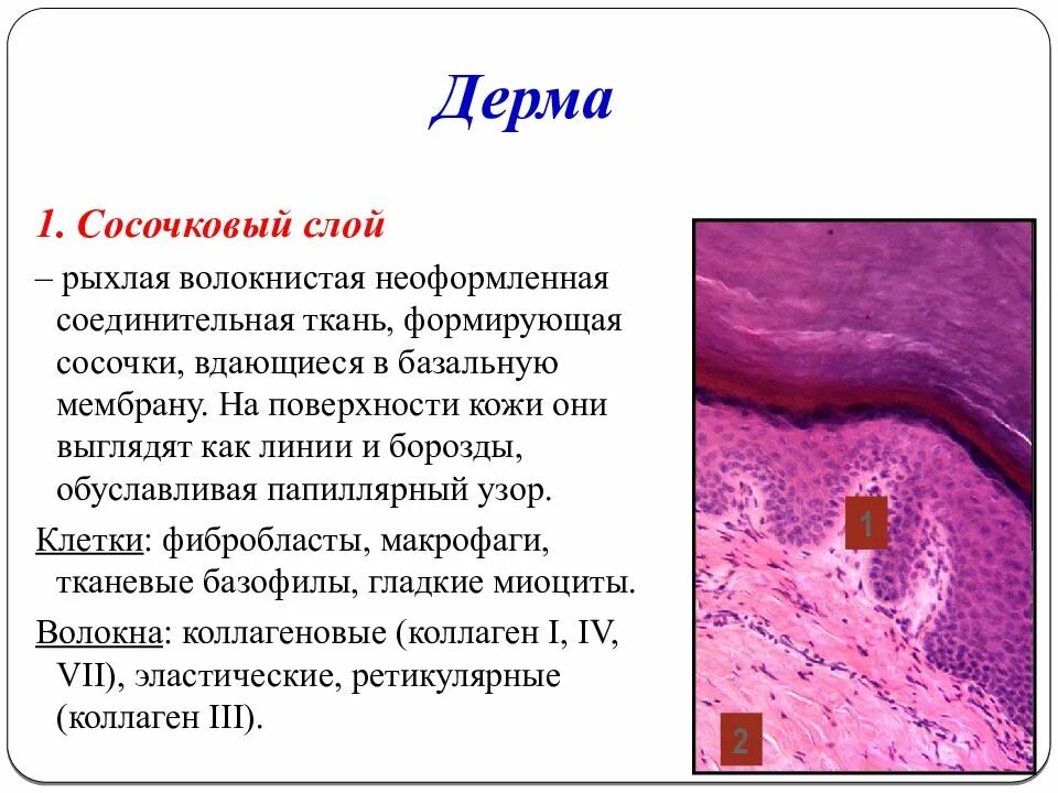 Какая структура дермы образована этой тканью. Строение дермы сосочковый сетчатый. Тканевой состав сосочкового слоя дермы. Рыхлая соединительная ткань сосочковый слой. Сосочковый слой дермы кожи.