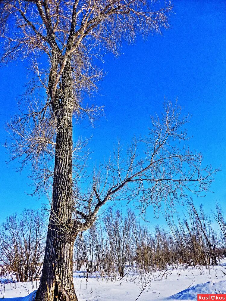 в ветвях старого тополя. в ветвях старого тополя. ветка. тополь черный (populus nigra). тополь юнаньский.